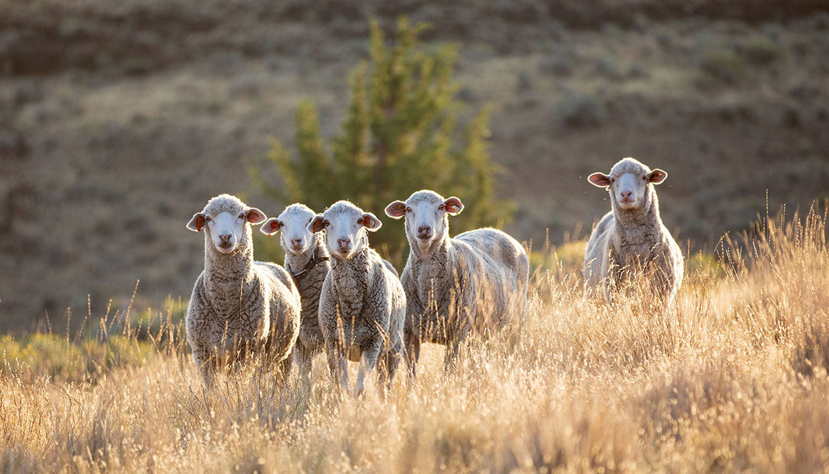 Sheep in Oregon, the source of wool for DeFeet socks